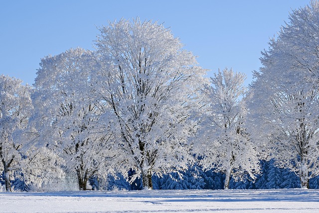 Best Resorts in Korea for Winter Snow Experience