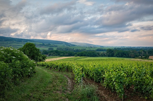 Countryside Resorts in France With Vineyard Experience