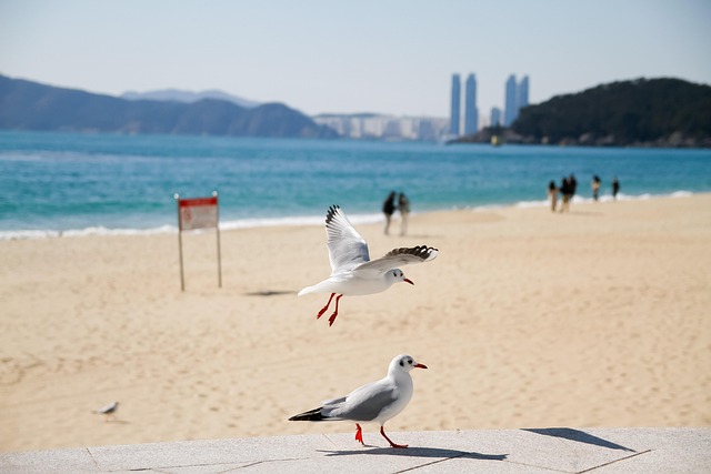 First Time in Busan These Hotels Near Haeundae Beach Are Ideal
