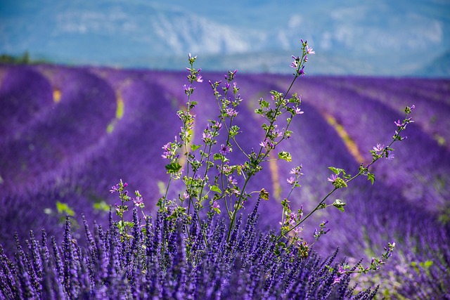Hidden Gems in France You Should Explore