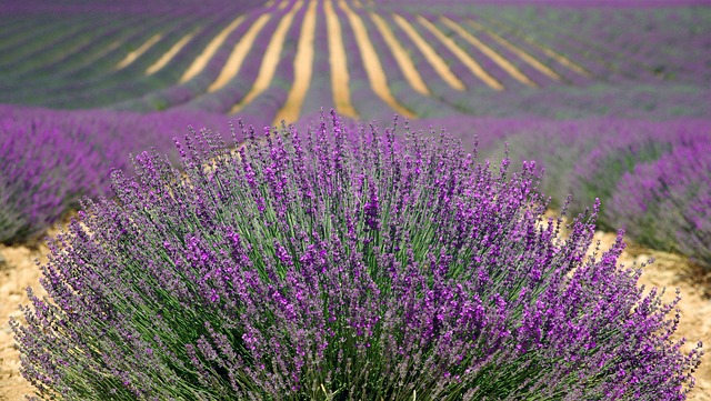 Hidden Resorts in Provence With Lavender Fields and Countryside Atmosphere