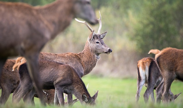 Belgium Weekend Lodges for Short Escapes