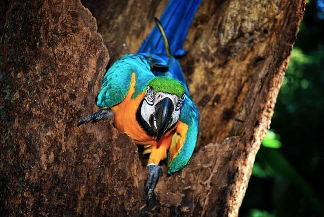 Brazil Jungle Villas