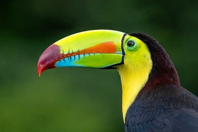 Jungle Homestays in Central America