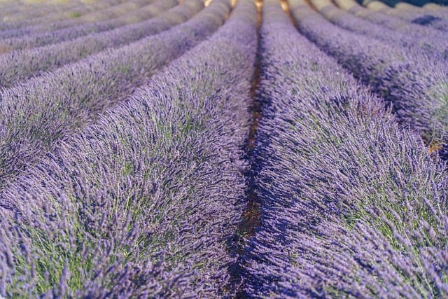 Provence Lodges for Lavender Trips