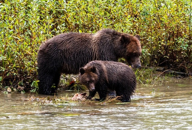 Finding Wilderness on Vancouver Island