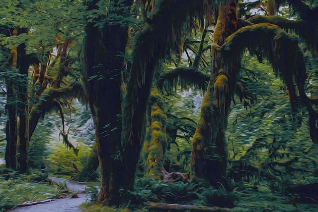 My Olympic Peninsula Forest Stay
